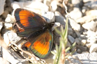 Moiré chamoisé (Le), Satyre Gorgé (Le) Erebia gorge (Hübner, 1804)