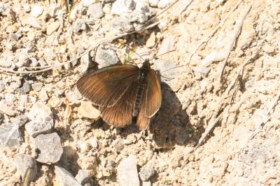 Moiré velouté (Le), Moiré des glaciers (Le) Erebia pluto (Prunner, 1798)