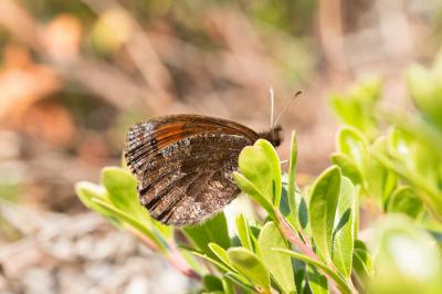 Moiré fontinal (Le), Pronoë (Le), Moiré foncé (Le) Erebia pronoe (Esper, 1780)