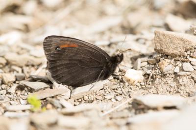 Moiré des pierriers (Le) Erebia scipio Boisduval, 1833