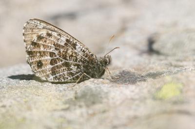 Chamoisé des glaciers (Le), Chamoisé alpin (Le), S Oeneis glacialis (Moll, 1785)