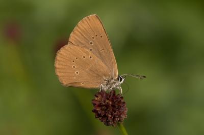 Azuré des paluds (L') Phengaris nausithous (Bergsträsser, 1779)