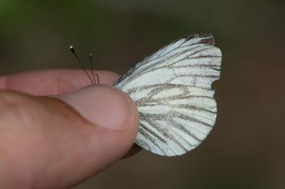 Piéride de l'Arabette (La), Piéride de la Bryone ( Pieris bryoniae (Hübner, 1800)