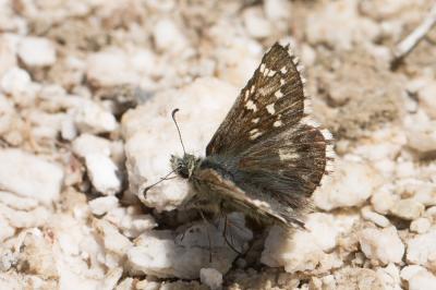 Hespérie des frimas (L'), Hespérie de Wallengren ( Pyrgus andromedae (Wallengren, 1853)