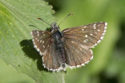 Hespérie du Pas-d'âne (L'), Hespérie obscure (L'), Pyrgus cacaliae (Rambur, 1839)
