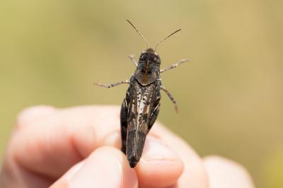 OEdipode cévenole, OEdipode caussenarde Celes variabilis (Pallas, 1771)