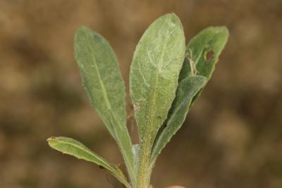 Centaurée rude Centaurea aspera L., 1753