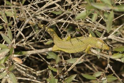 Lézard vert Lacerta bilineata Daudin, 1802