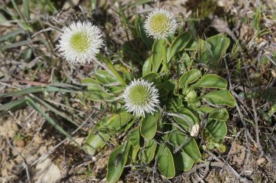 Globulaire commune, Globulaire vulgaire, Globulair Globularia bisnagarica L., 1753