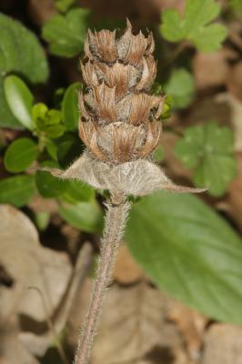 Brunelle commune, Herbe au charpentier Prunella vulgaris L., 1753