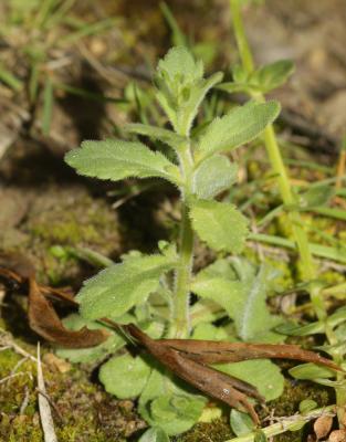 Campanule érinus, Campanule à petites fleurs Campanula erinus L., 1753