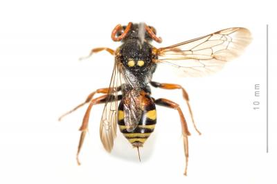  Nomada basalis Herrich-Schäffer, 1839