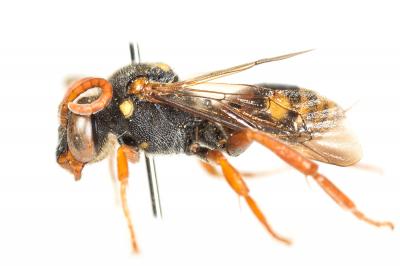  Nomada basalis Herrich-Schäffer, 1839