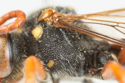  Nomada basalis Herrich-Schäffer, 1839