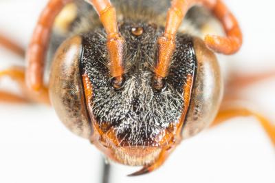  Nomada basalis Herrich-Schäffer, 1839