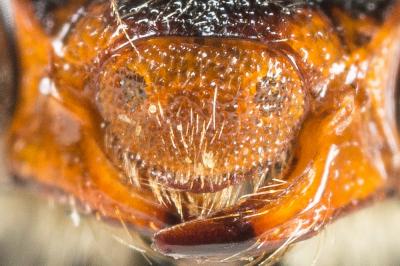  Nomada basalis Herrich-Schäffer, 1839