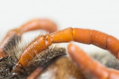  Nomada basalis Herrich-Schäffer, 1839