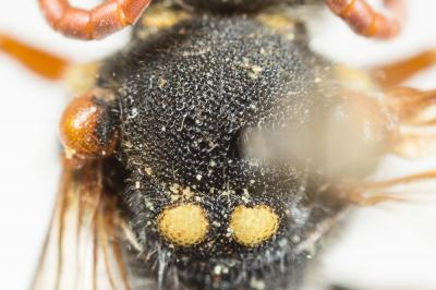  Nomada basalis Herrich-Schäffer, 1839