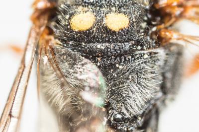  Nomada basalis Herrich-Schäffer, 1839