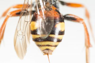  Nomada basalis Herrich-Schäffer, 1839