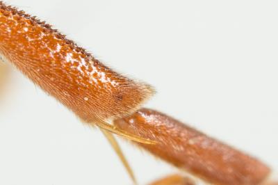  Nomada basalis Herrich-Schäffer, 1839