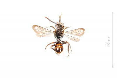  Nomada atroscutellaris Strand, 1921
