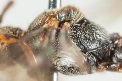  Nomada atroscutellaris Strand, 1921