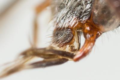 Nomada atroscutellaris Strand, 1921