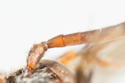  Nomada atroscutellaris Strand, 1921