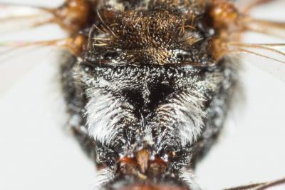  Nomada atroscutellaris Strand, 1921