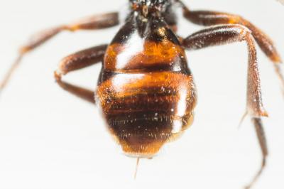  Nomada atroscutellaris Strand, 1921