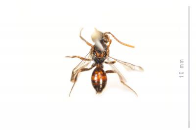  Nomada furvoides Stoeckhert, 1944