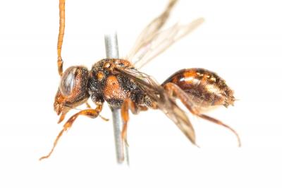 Nomada furvoides Stoeckhert, 1944