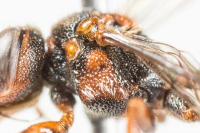  Nomada furvoides Stoeckhert, 1944