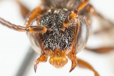  Nomada furvoides Stoeckhert, 1944