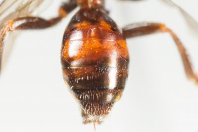  Nomada furvoides Stoeckhert, 1944