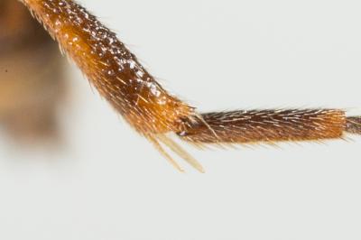  Nomada furvoides Stoeckhert, 1944