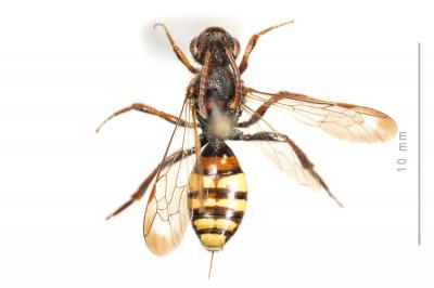  Nomada leucophthalma (Kirby, 1802)