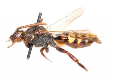  Nomada leucophthalma (Kirby, 1802)