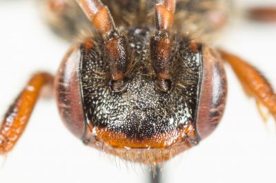  Nomada leucophthalma (Kirby, 1802)