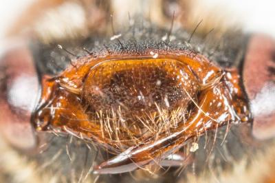  Nomada leucophthalma (Kirby, 1802)