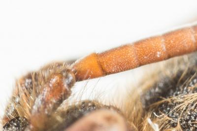  Nomada leucophthalma (Kirby, 1802)