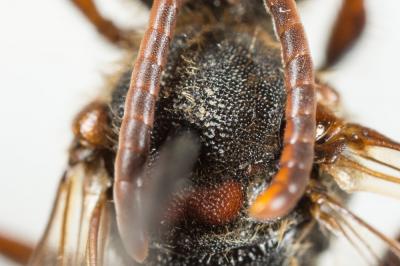 Nomada leucophthalma (Kirby, 1802)