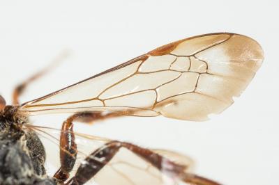  Nomada leucophthalma (Kirby, 1802)