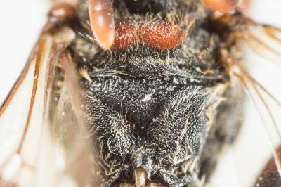 Nomada leucophthalma (Kirby, 1802)