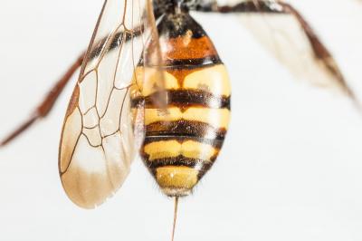  Nomada leucophthalma (Kirby, 1802)