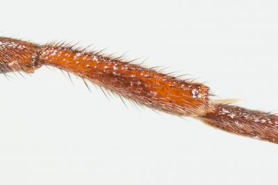  Nomada leucophthalma (Kirby, 1802)