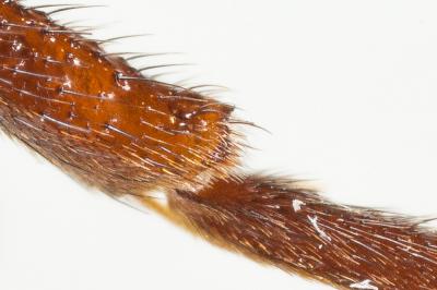  Nomada leucophthalma (Kirby, 1802)