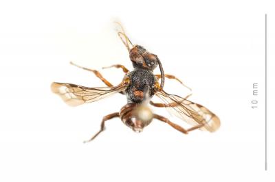  Nomada argentata Herrich-Schäffer, 1839