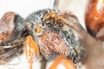  Nomada argentata Herrich-Schäffer, 1839